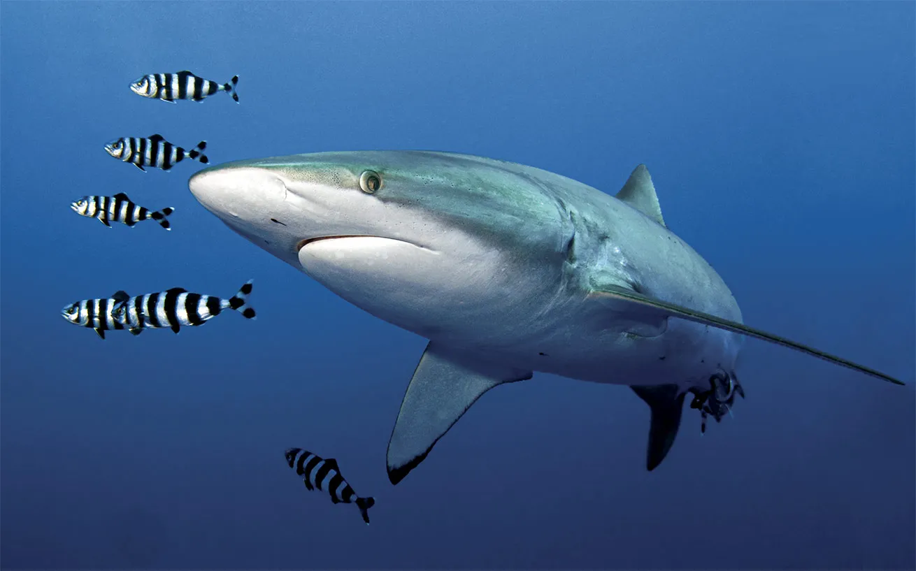 A silky shark in the Red Sea.