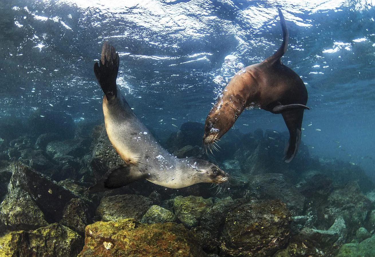 Two juvenile Galapagos sea lions frolic underwater.
