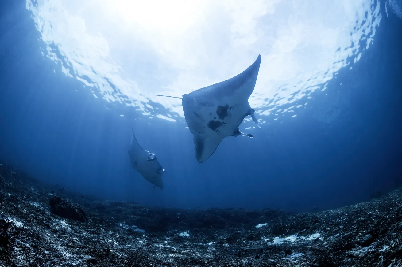 Join us for thrilling daily fun dives in the Komodo National Park. Encounter manta rays, turtles, reef sharks, and a kaleidoscope of coral reefs—guided by our experienced team.