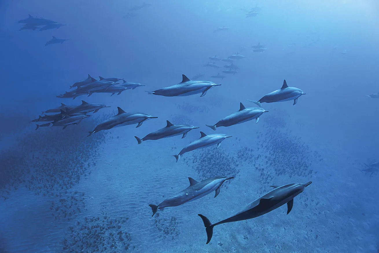 Dolphins play in the water off the coast of Kona, Hawaii. 