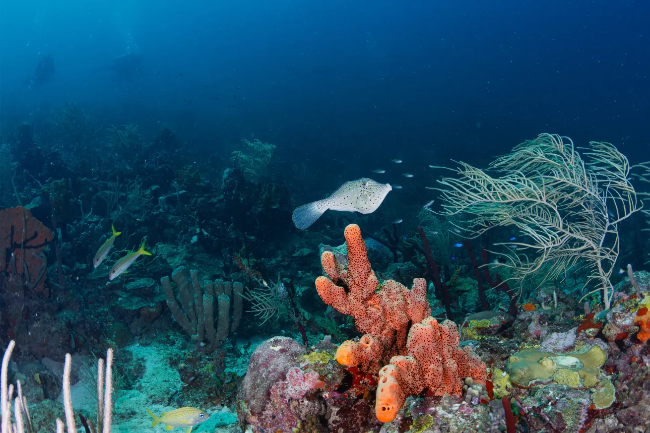 Scuba divers explore the vibrant coral reefs of the outer shoals where the Caribbean Sea meets the Atlantic Ocean. On Whibbles Reef, divers are treated to large barrel sponges, gorgonian sea fans and healthy corals with a wide variety of schooling Caribbean fish.