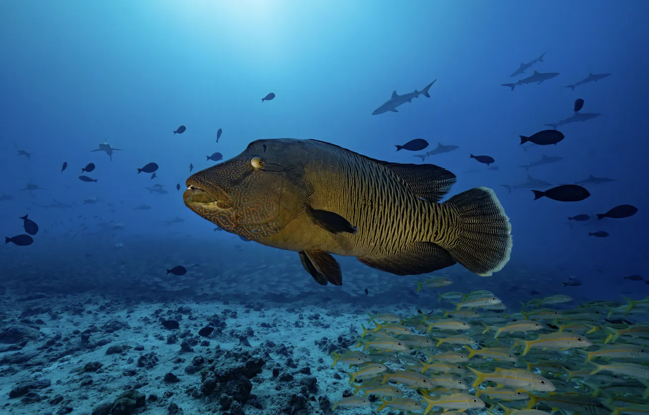 A humphead wrasse sails over the reef in Fakarava.