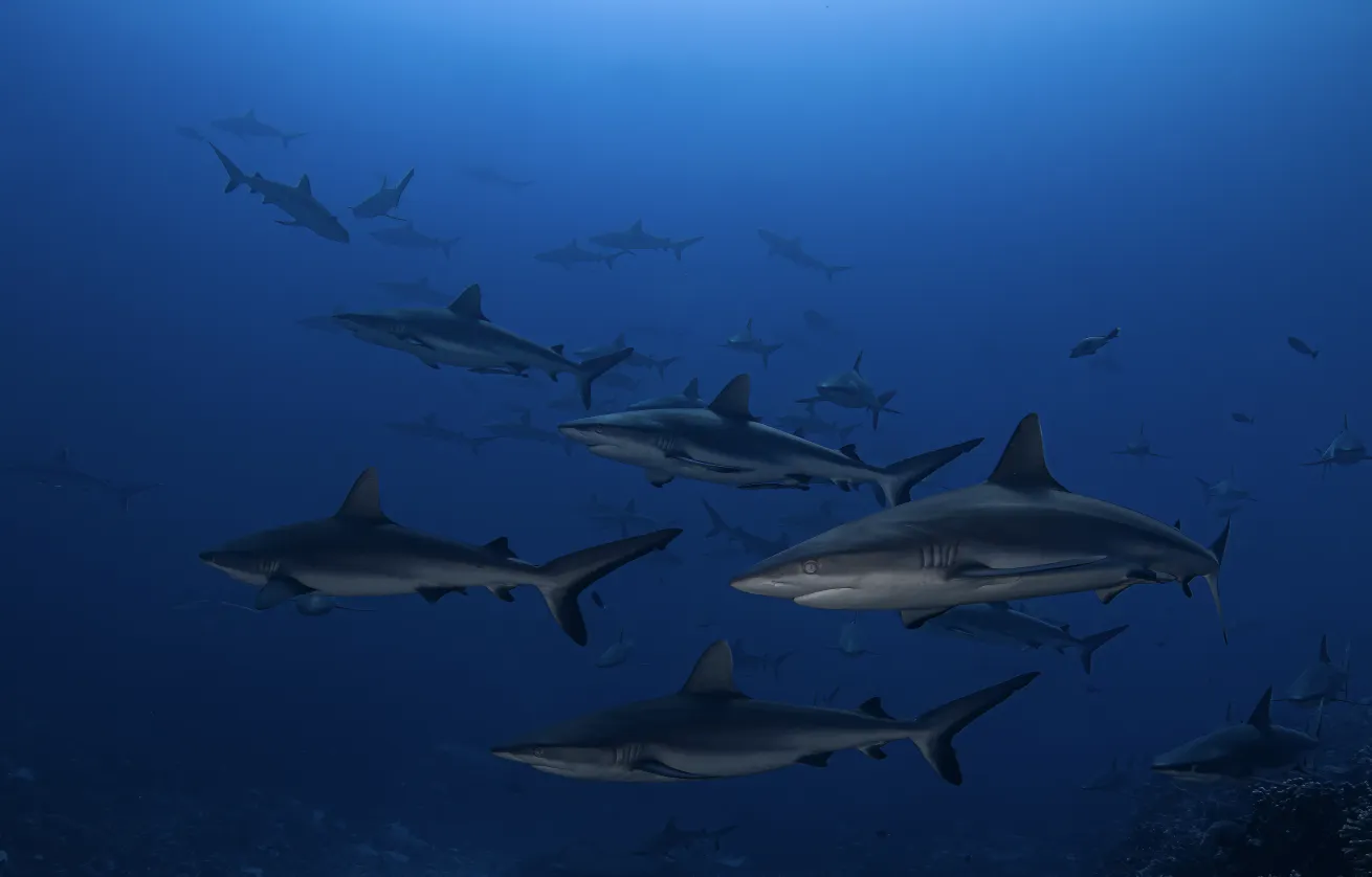 Hundreds of grey reef sharks aggregate daily in Fakarava's South Pass.