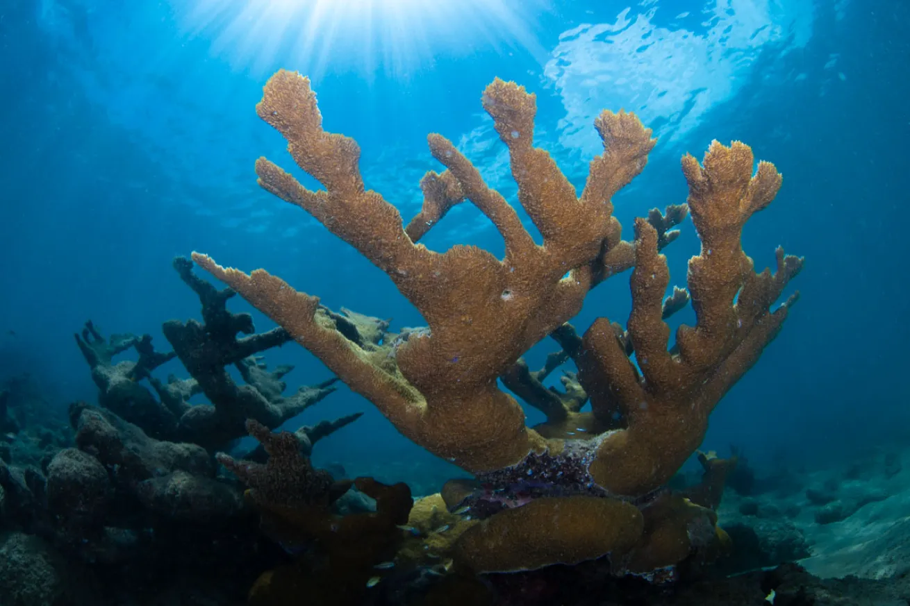A healthy forest of Elkhorn coral thrives at Tres Palmas Marine Reserve.