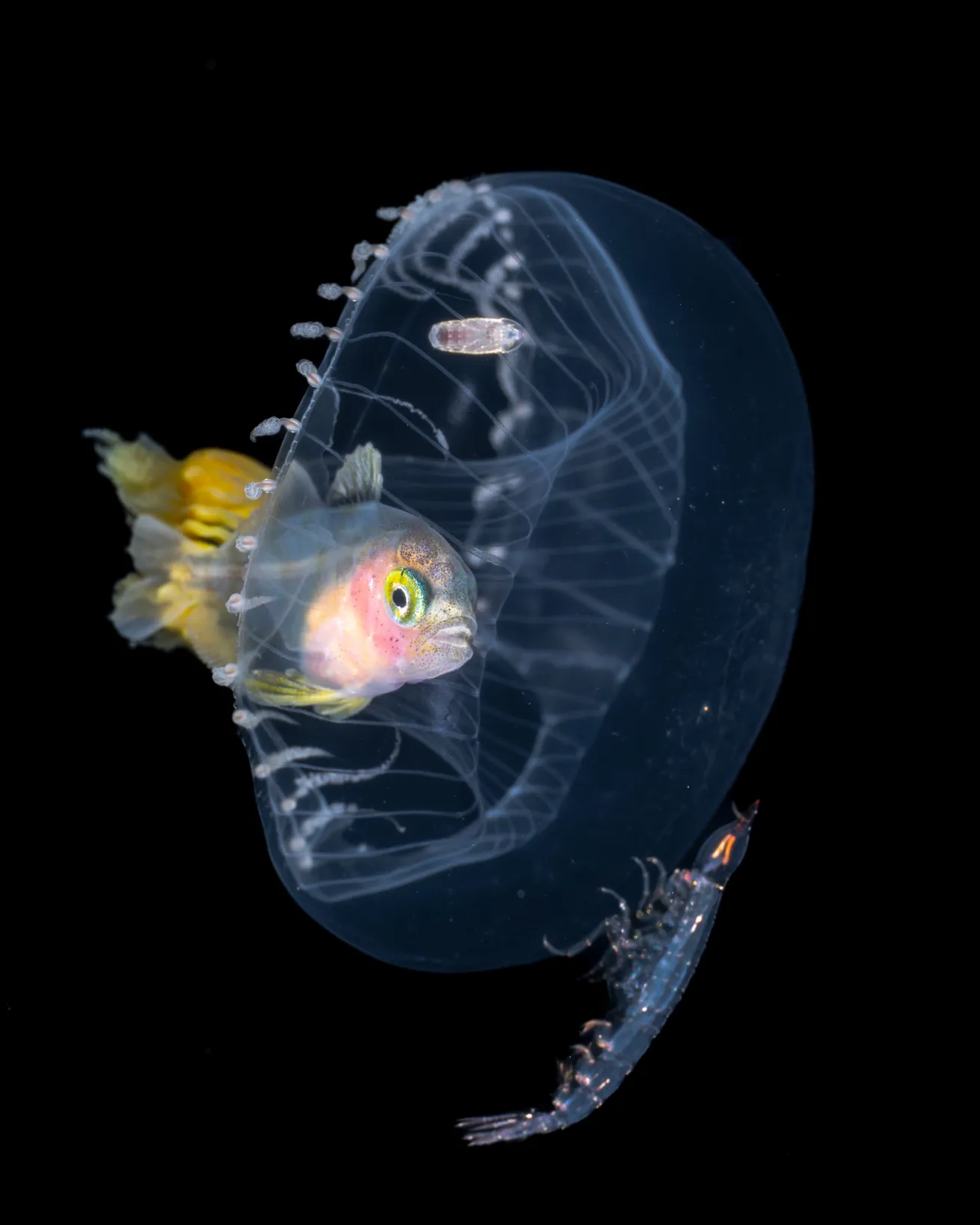 Classic blackwater subjects like driftfish hiding inside of jellyfish can be found at night right off the beach in Aguadilla.