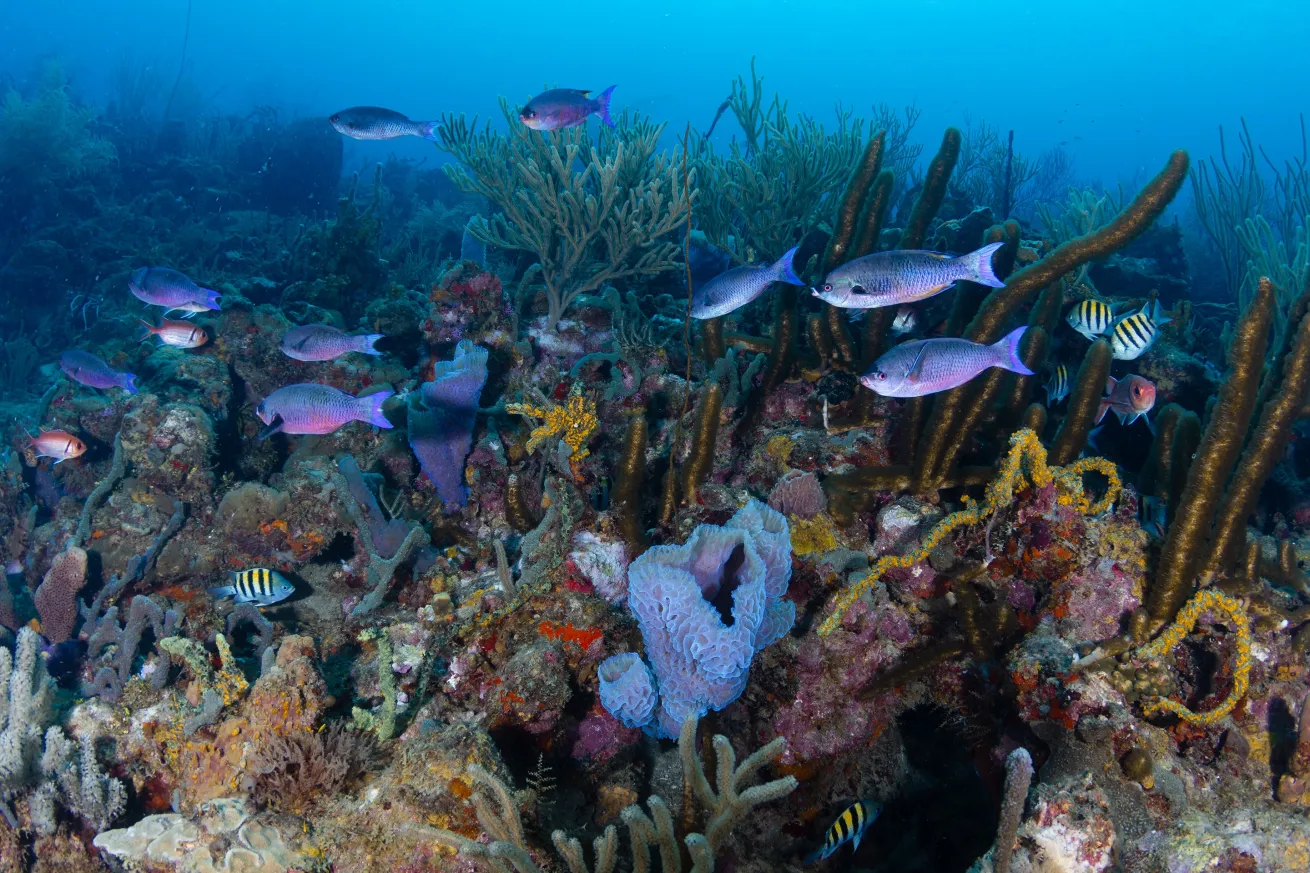 Vibrant coral growth and abundant marine life across one of Grenada's most popular dive sites, bombarded by the abundant schools of sergeant majors in the shallows of the reef.