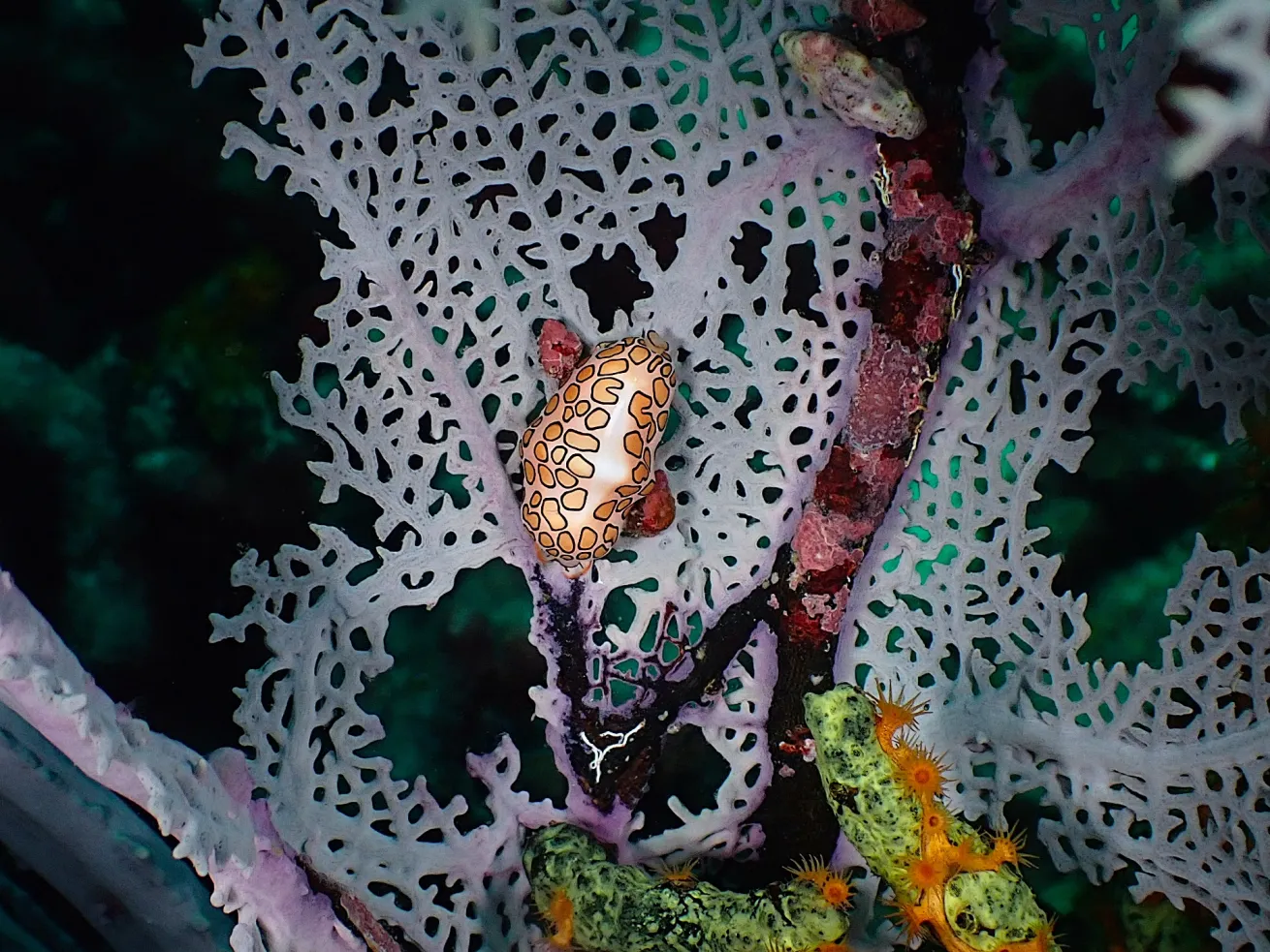 A flamingo tongue snail with orange and black spots crawls along a purple sea fan, its patterned mantle contrasting against the delicate, lace-like coral branches.