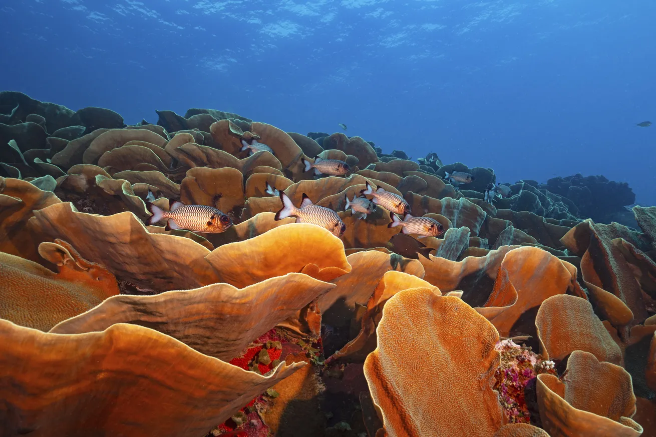 A massive patch of cabbage coral at Ulong Channel.

