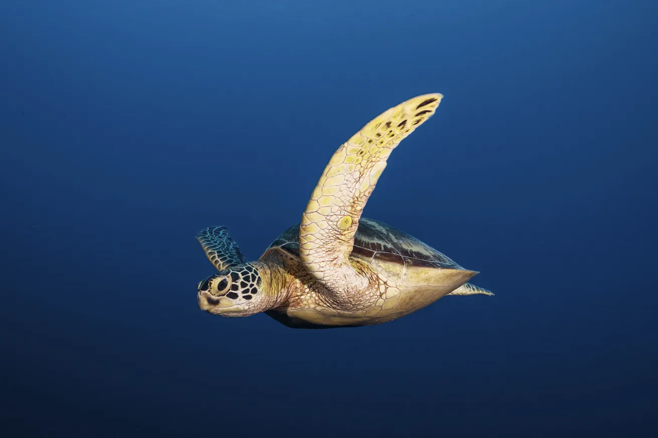 A green sea turtle swims in Palau’s open ocean.