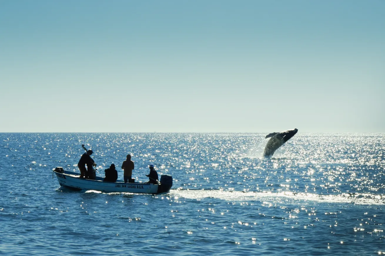 Stevenson performs on a local fishing boat as a humpback whale breaches nearby.