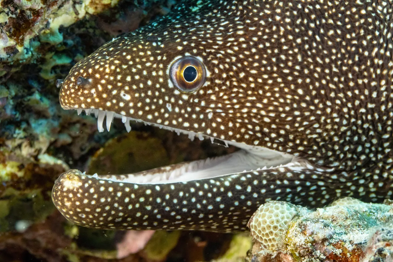 A whitemouth moray pokes out from a crevice.