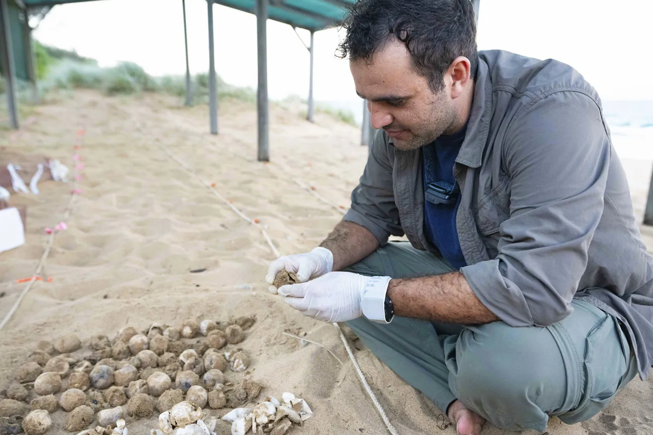 A researcher with the Healthy Hatchlings project inspects relocated sea turtle eggs.