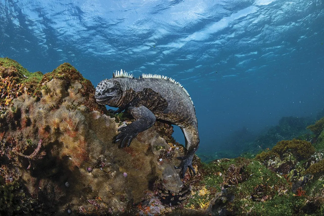 A marine iguana, unique among lizards for its ability to forage at sea for algae.

