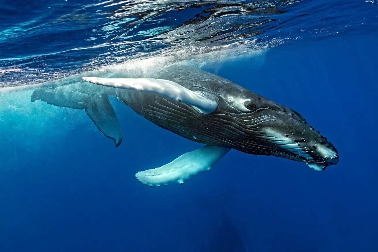 Humpback Whale spotted on an Aggressor Adventures liveaboard in Turks & Caicos.
