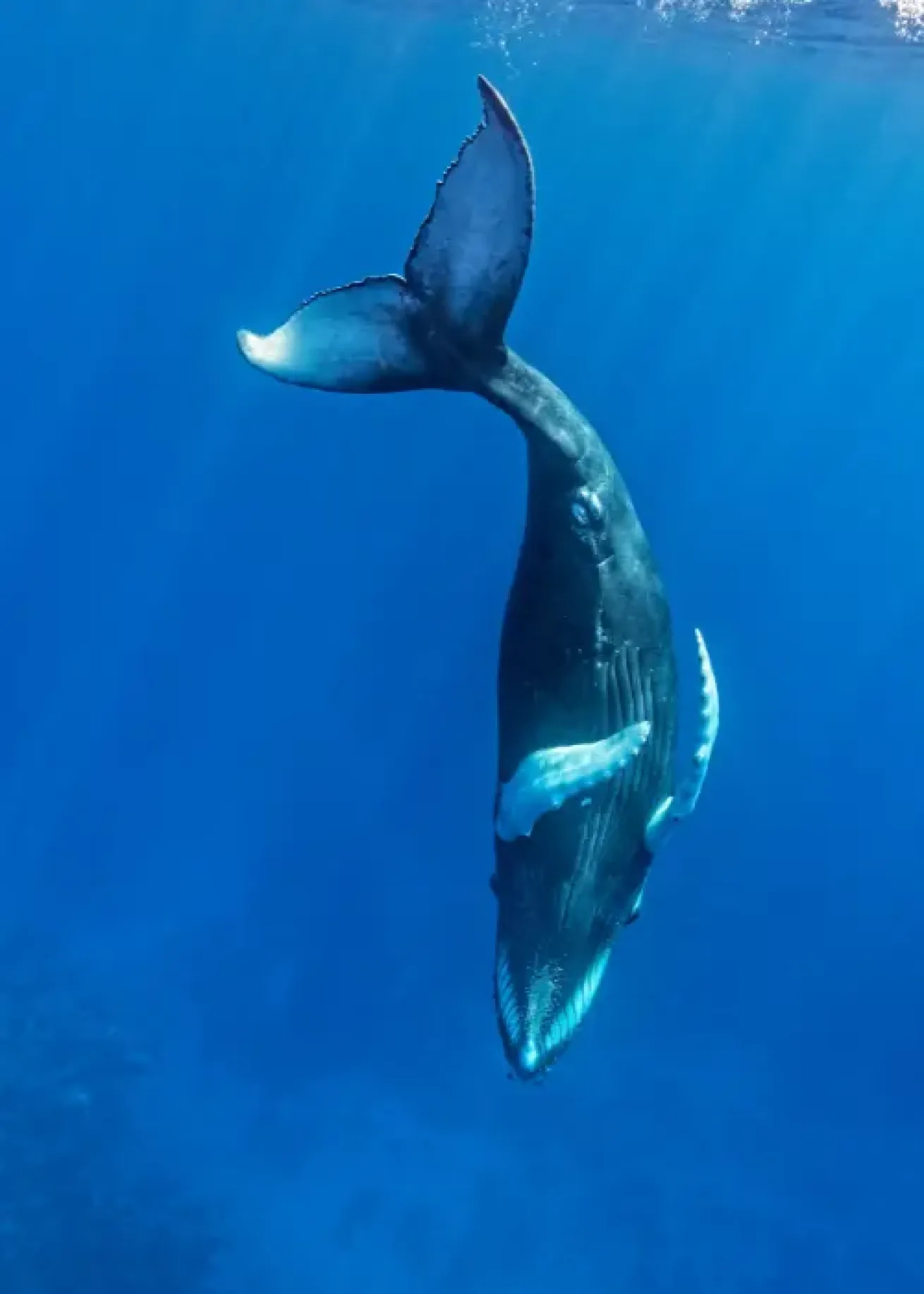 Humpback whale diving down under in Turks & Caicos