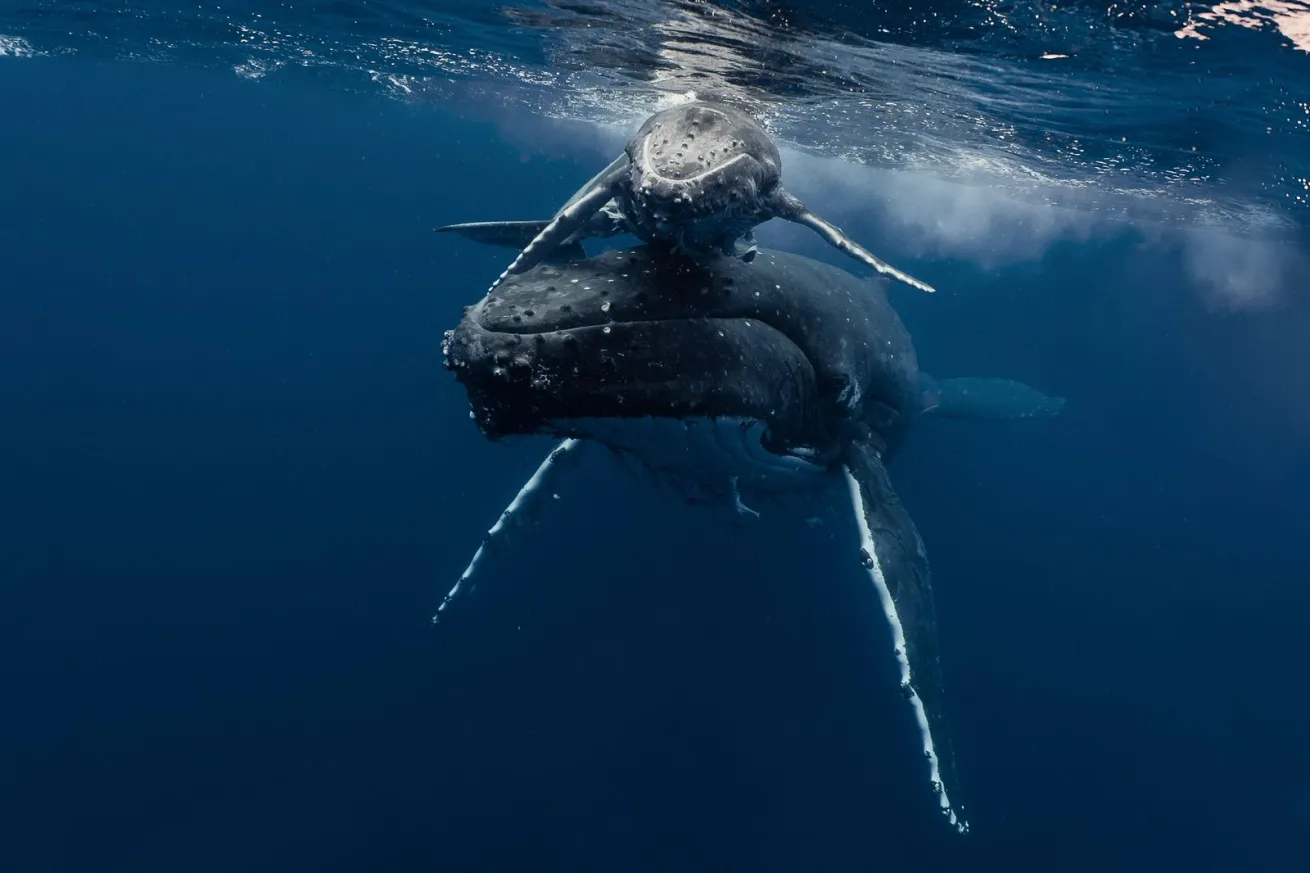 Mother and calf humpback whales migrate from Alaska to Mexico between December and April to give birth and reproduce.