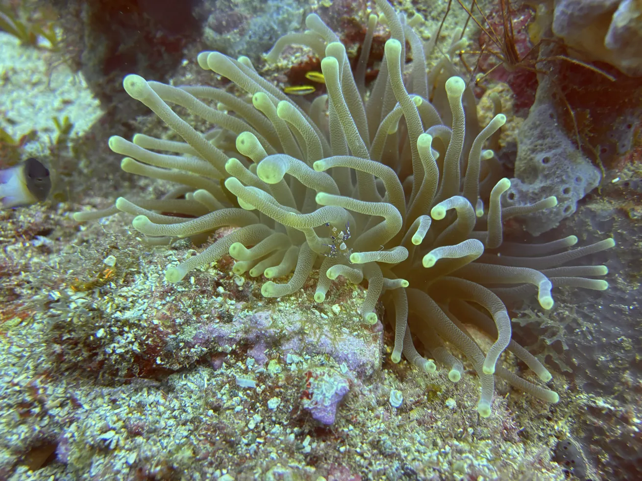 Look closely for macro life within giant Caribbean sea anemones.