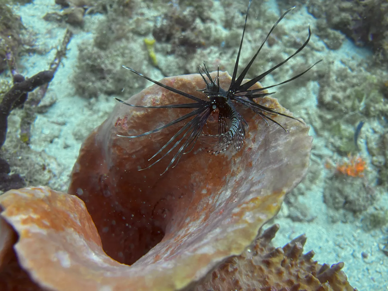 Invasive lionfish have been spotted in Guadeloupe since 2009.