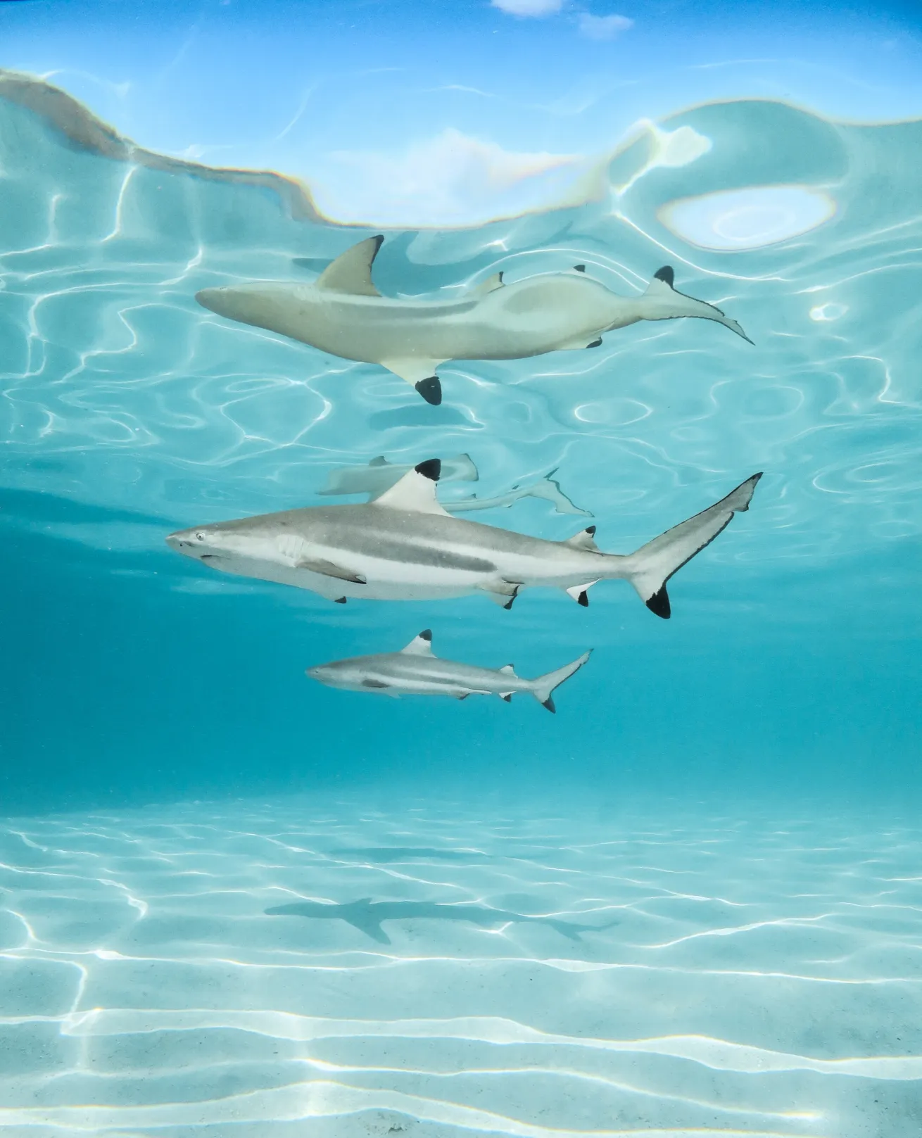 Blacktip reef sharks and their shadows in Moorea, French polynesia