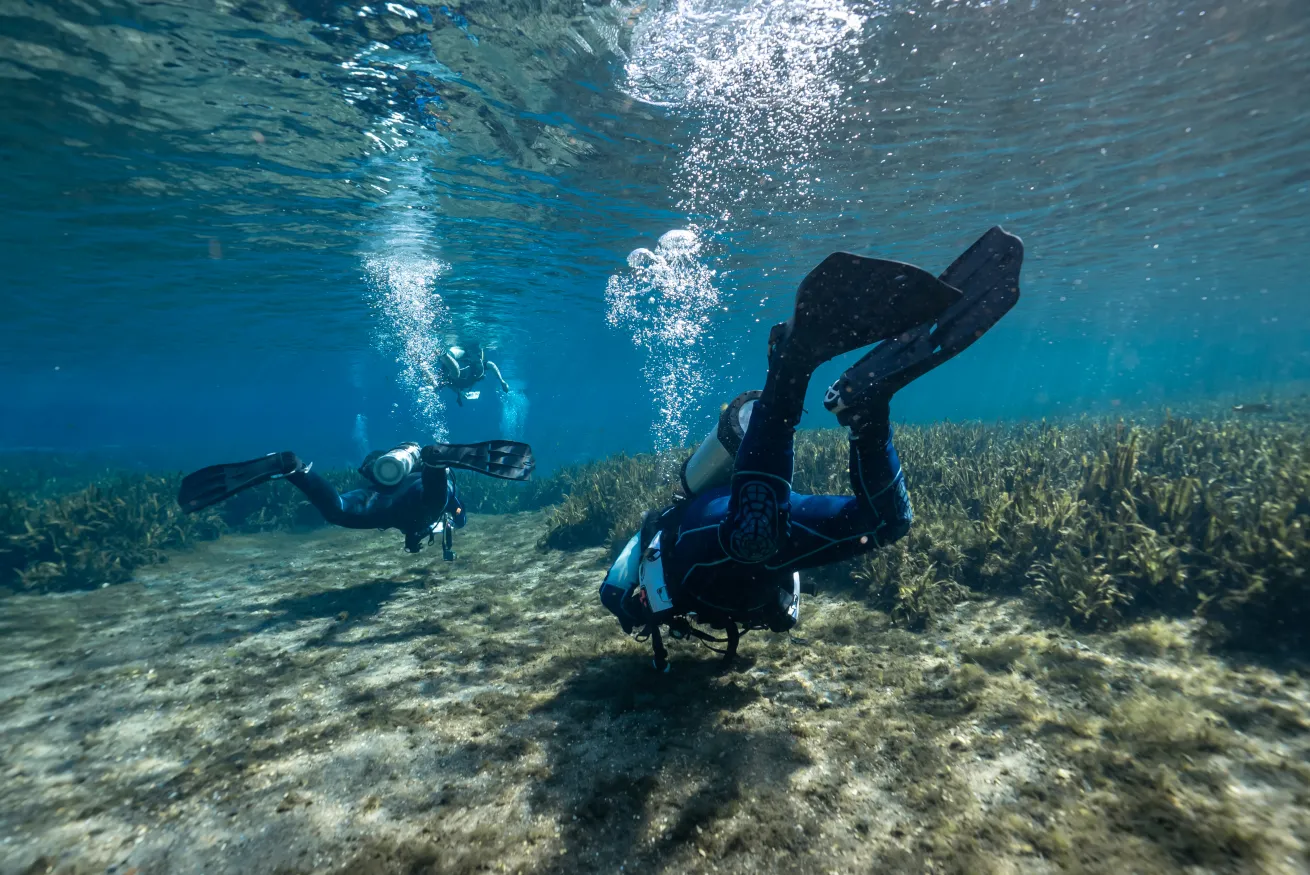 two divers in a florida spring swimming over an aquatic grass bed