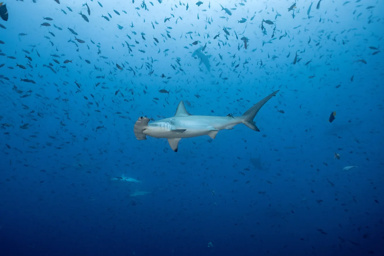 school of hammerhead sharks at Darwin Island Galapagos