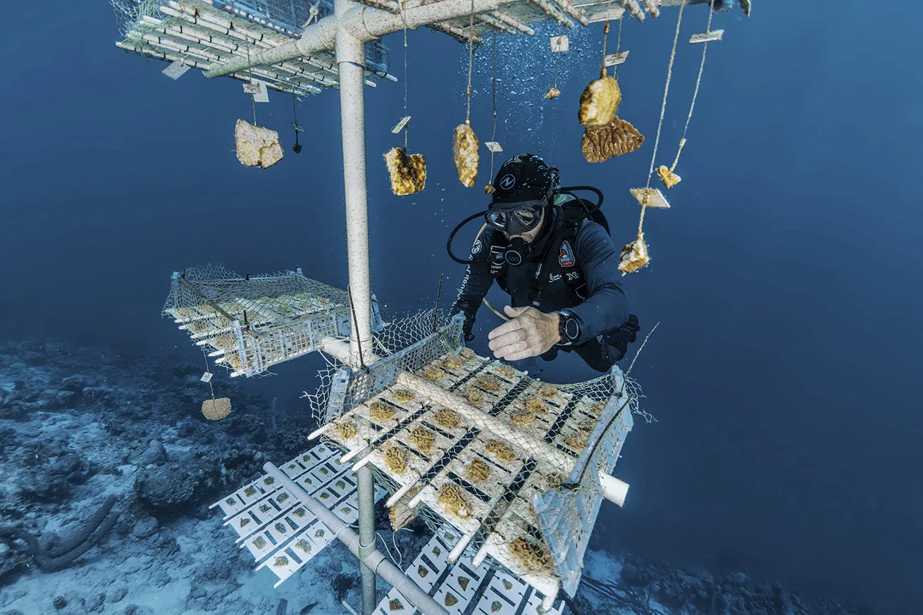 A diver with Reef Renewal Bonaire tends to a coral nursery.