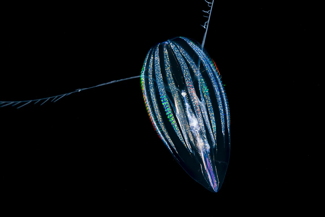 Ranging in size from a couple of centimeters to 8 inches long in the case of the squid.