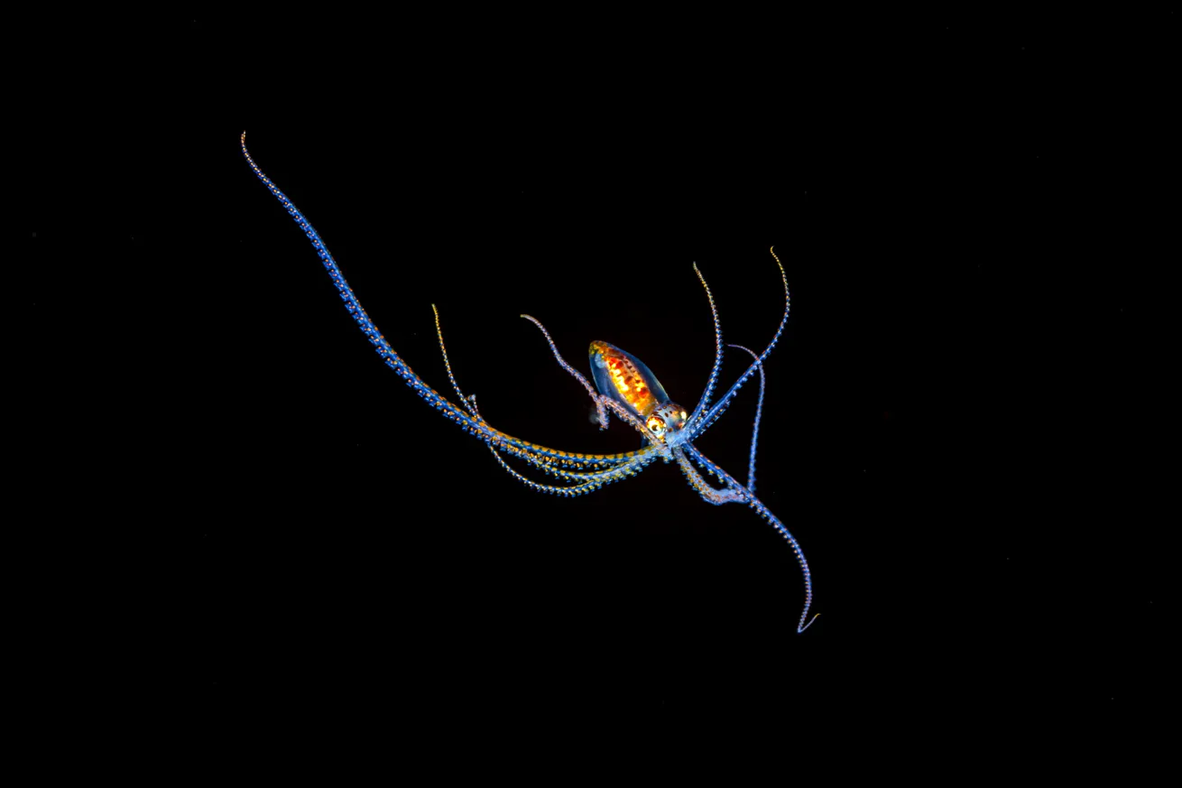 Larval-stage longarm octopus.
