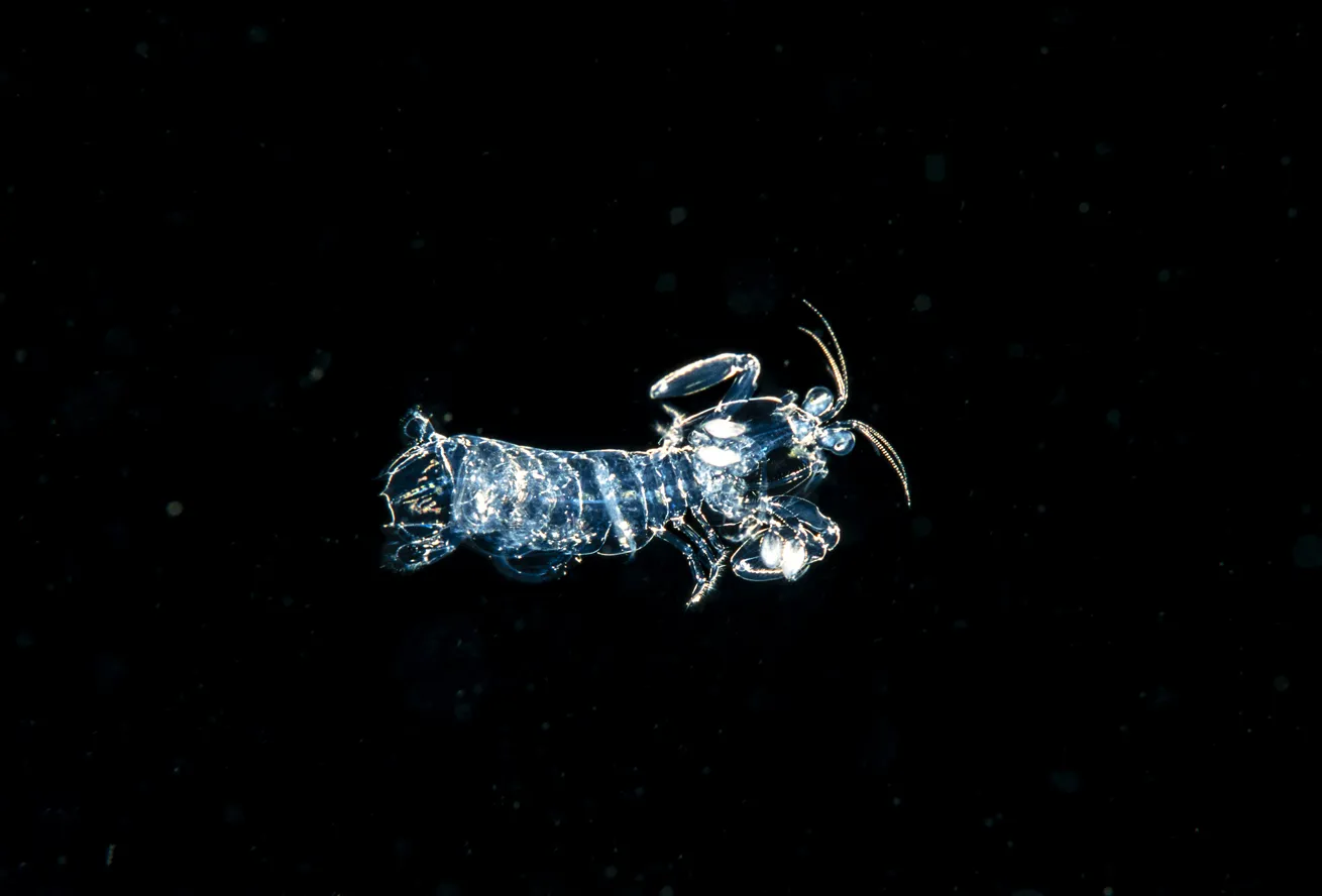 Larval-stage shortnose mantis shrimp and comb jelly.