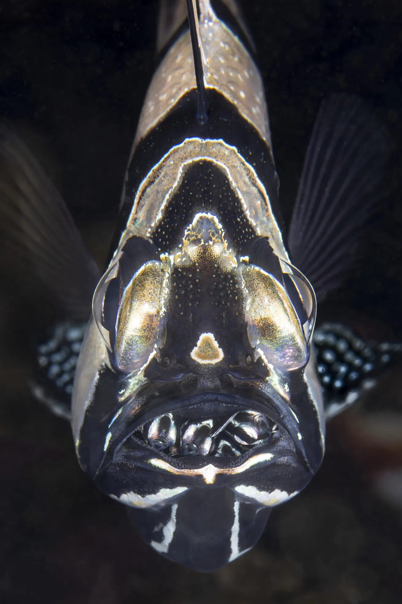 Location: Lembeh Strait, Indonesia