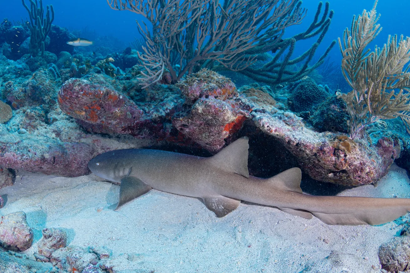 a brown nurse shark rests in the sand on the seafloor under a small ledge of a coral reef