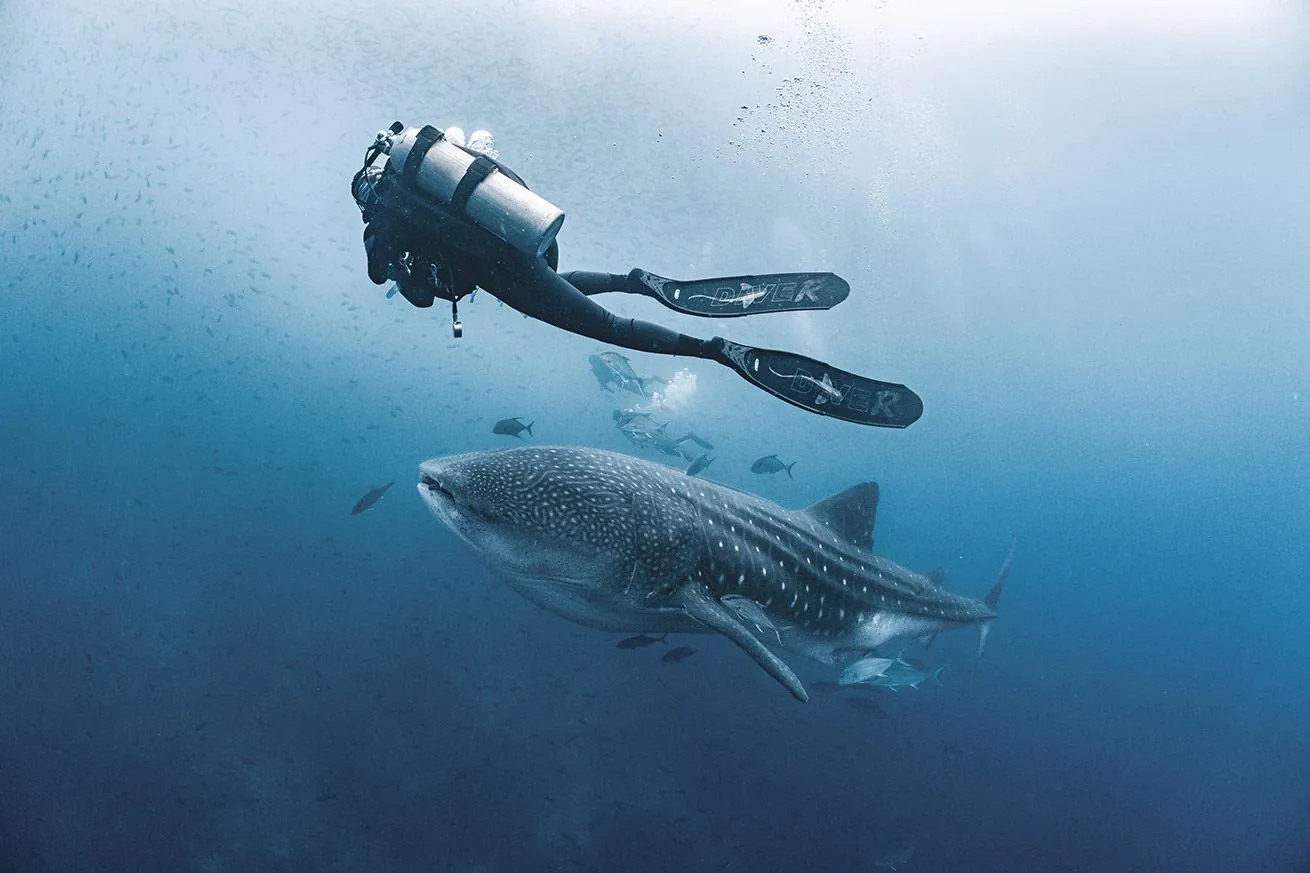 A diver fins alongside a whale shark in the blue.

