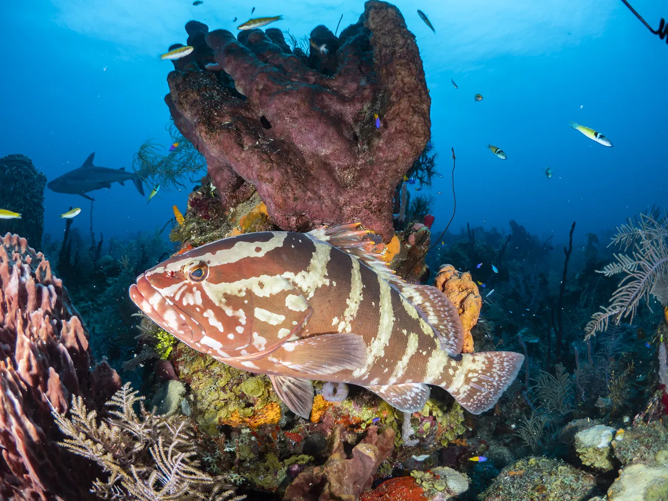 Other iconic animals, including Nassau grouper, can be found among the reefs.