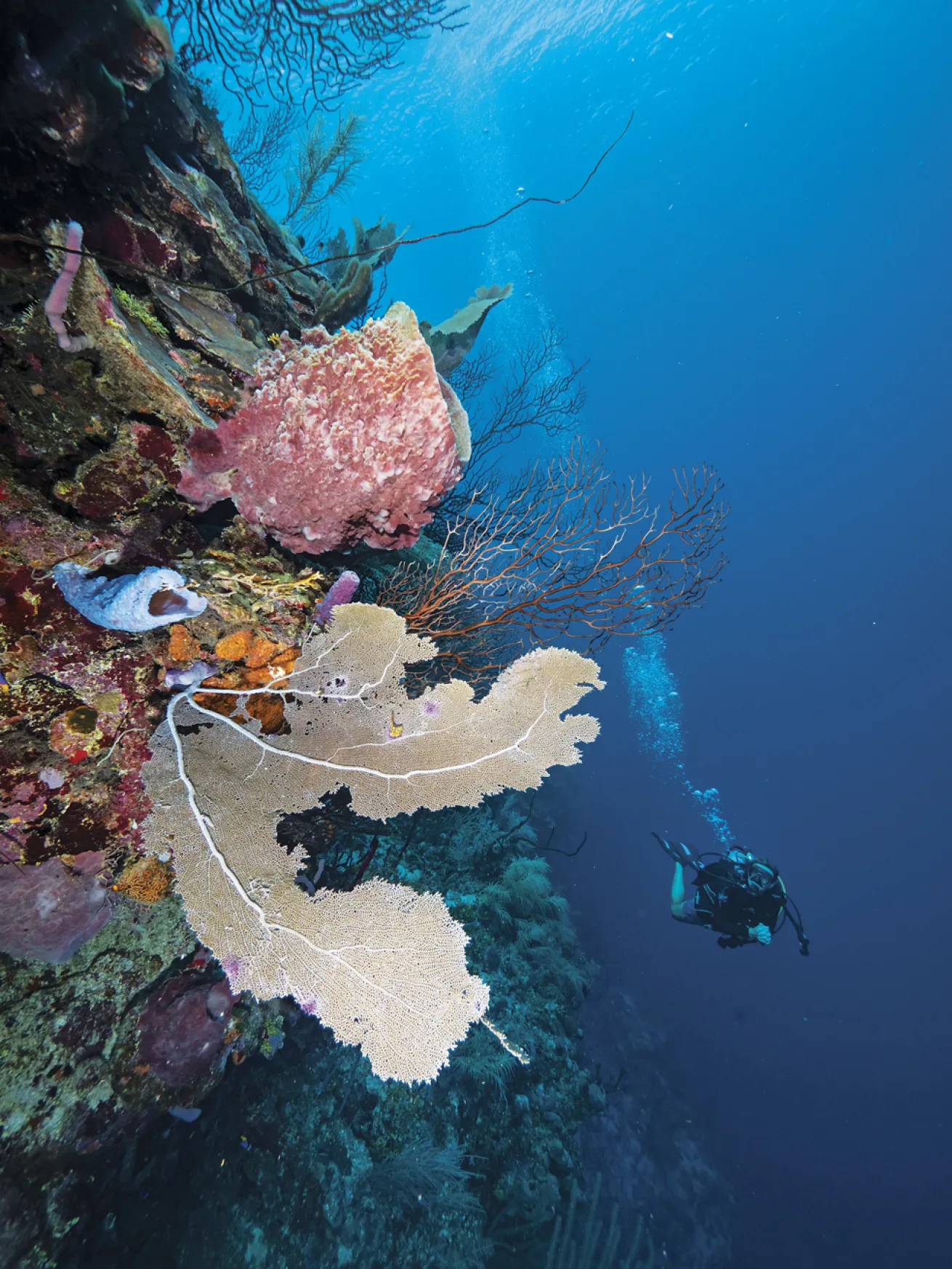sea fans and sponges on a wall dive honduras roatan
