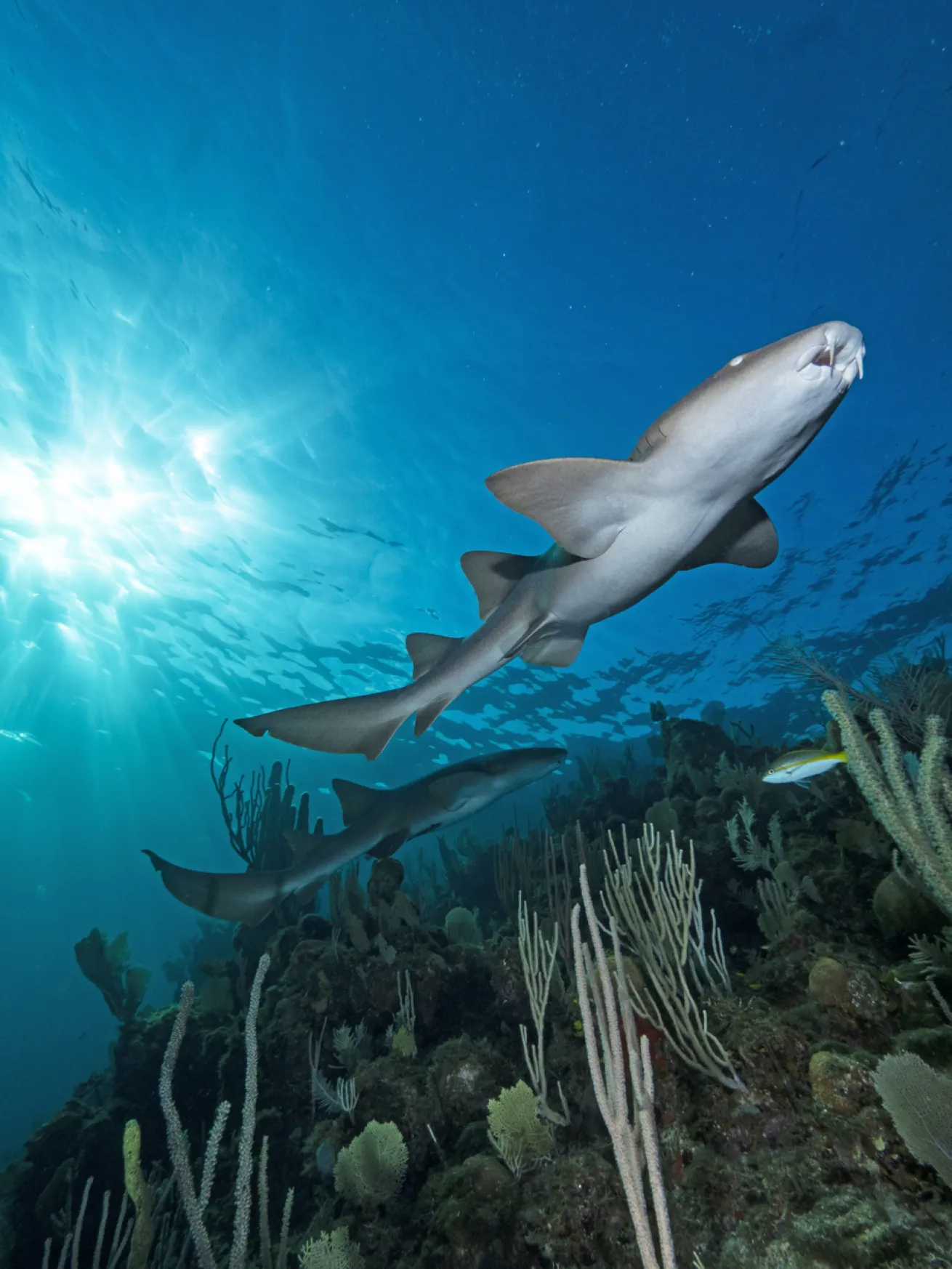 Nurse sharks prowl the reef.