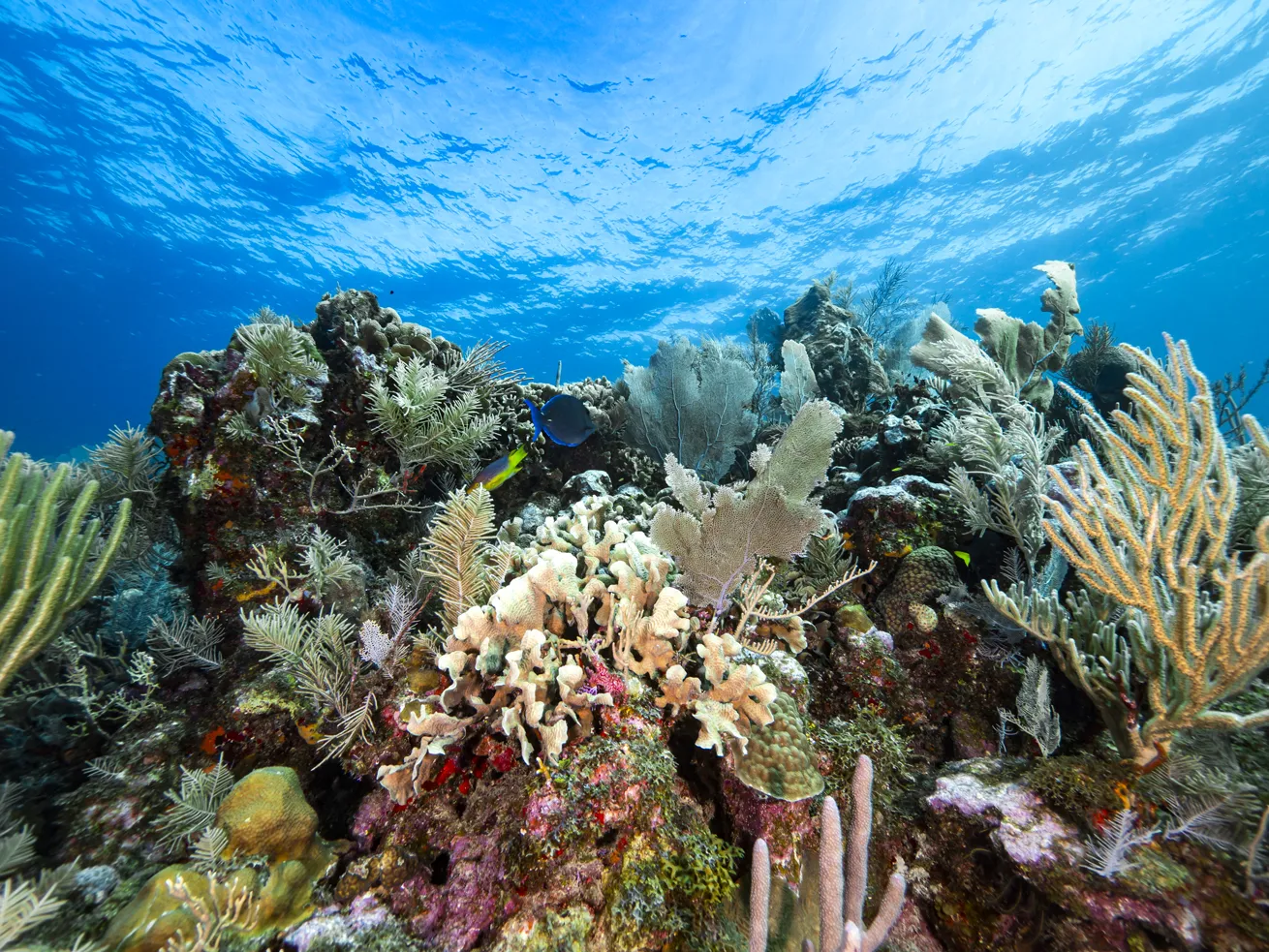 Guanaja’s reefs see fewer divers than many elsewhere in the Caribbean