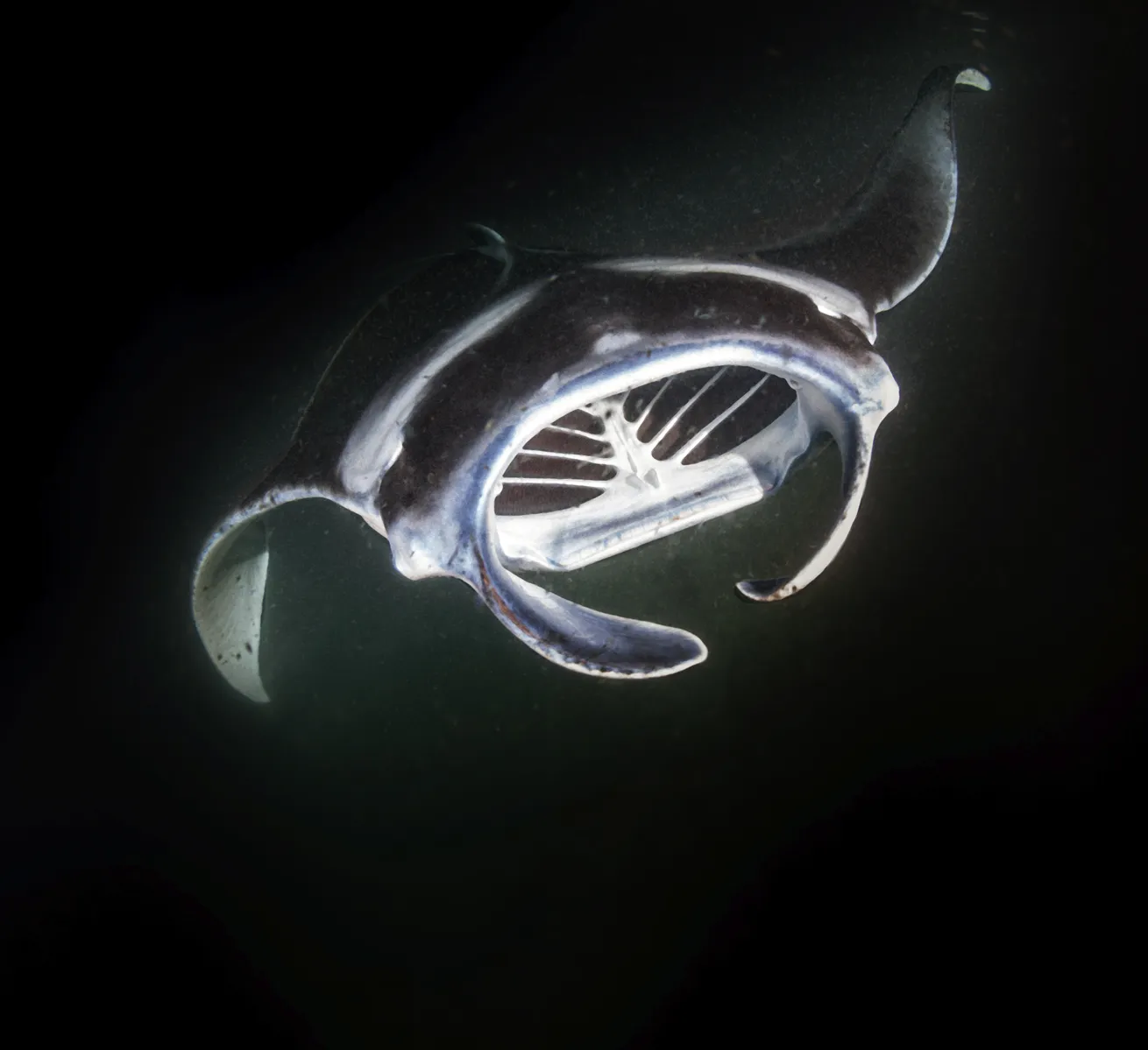 a manta at night with mouth open seeing gills