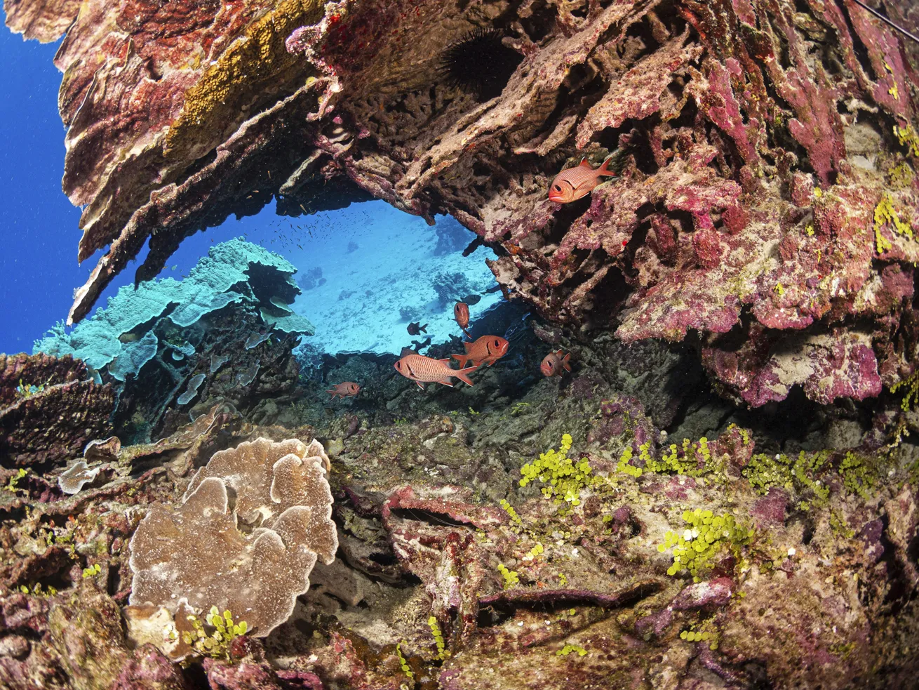 Lava tubes created by molten rock flowing into the sea make for interesting underwater features.