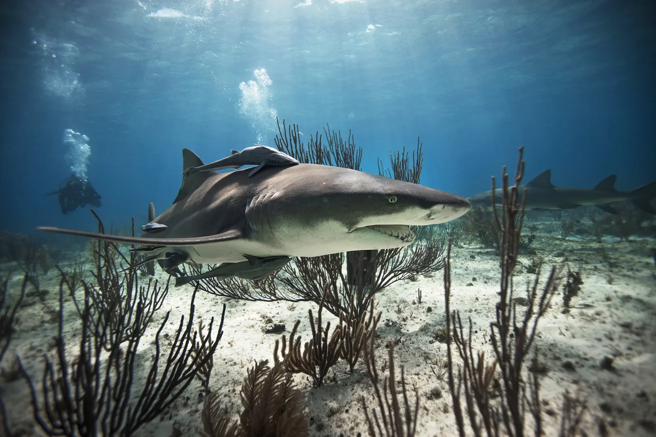 lemon shark in bahamas