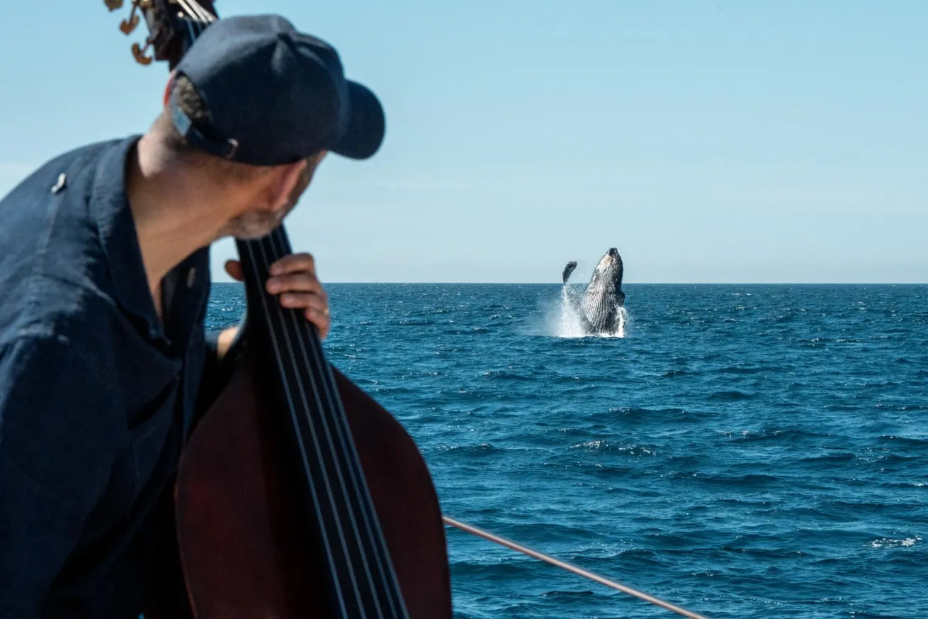 Garth Stevenson playing bass with humpback whales.