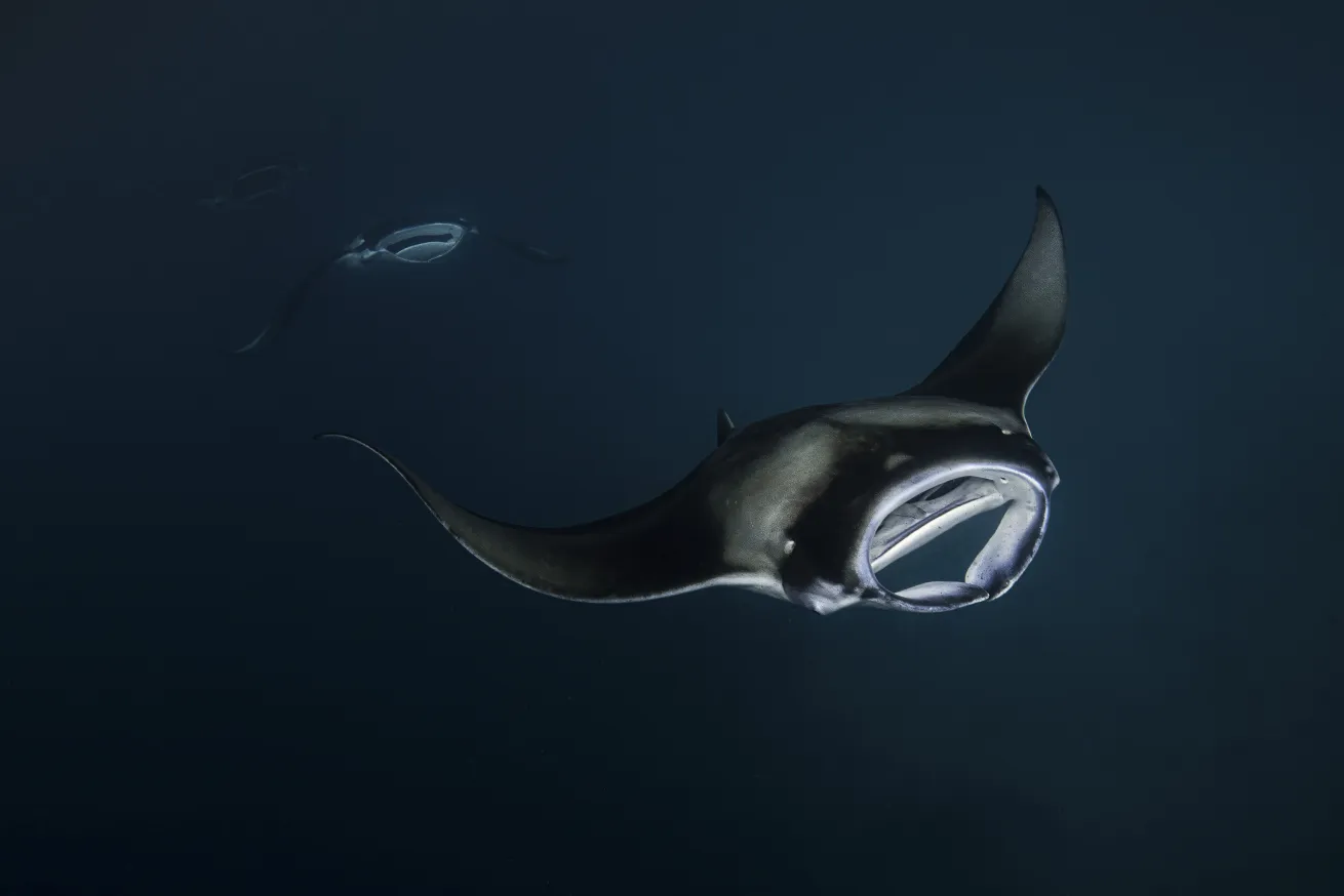 From the moment they are born, these rays live a life of perpetual motion. To breathe, they must keep swimming so water flows over their gills, meaning they never truly stop.