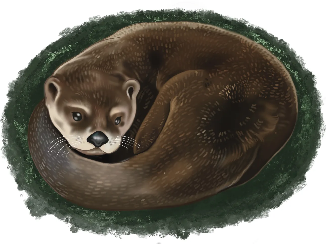 illustration of river otter
