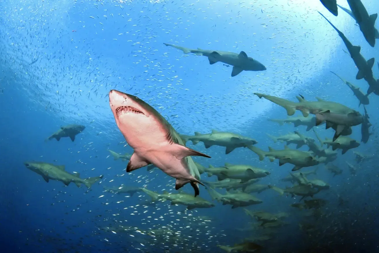 Sand tiger sharks swimming through schools of baitfish at a North Carolina shipwreck site