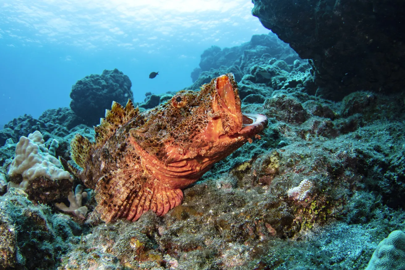 A titan scorpionfish (*Scorpaenopsis cacopsis*), endemic to Hawaii.