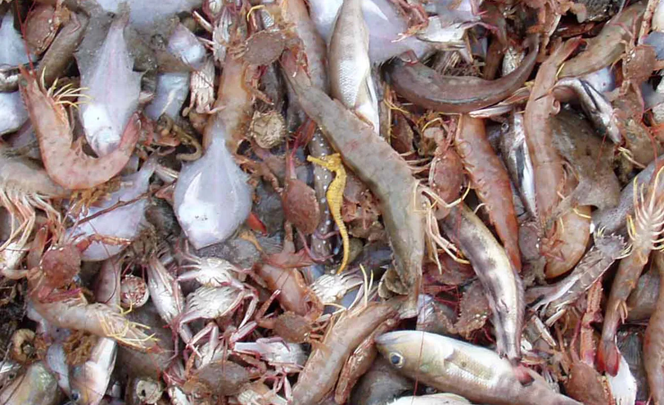 Seahorse in bycatch from Mexican shrimp trawler.