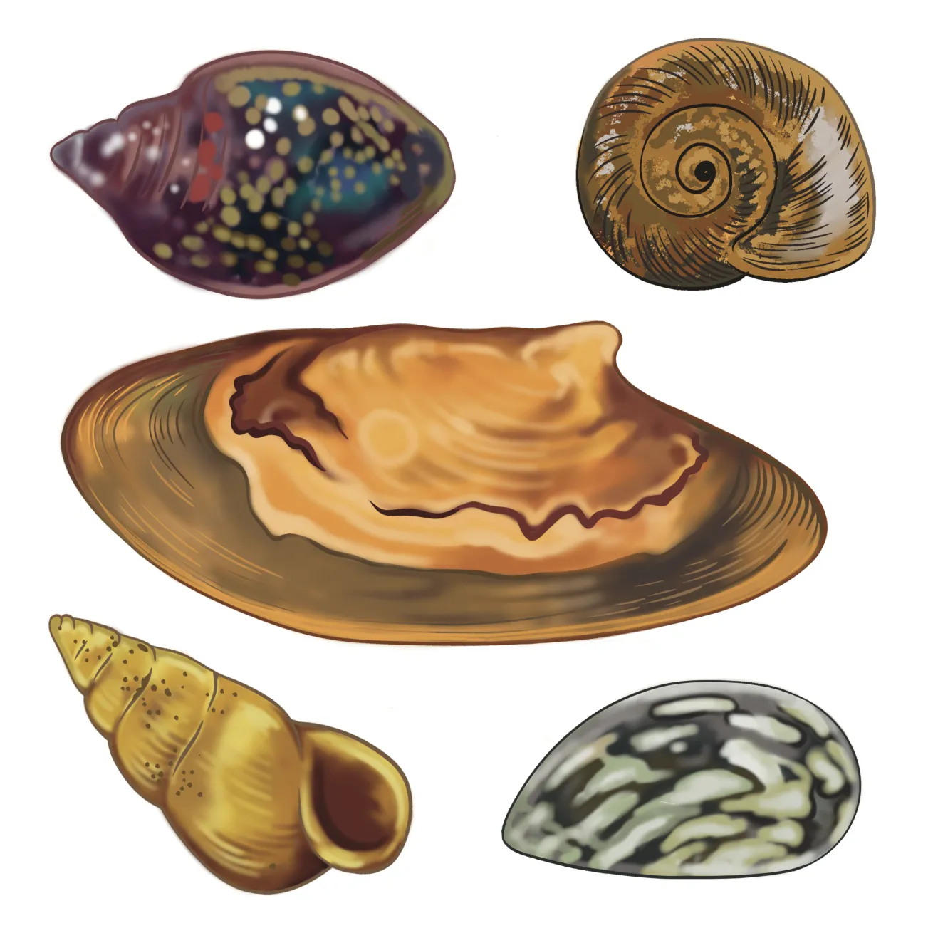 illustration of the Rocky Mountain capshell