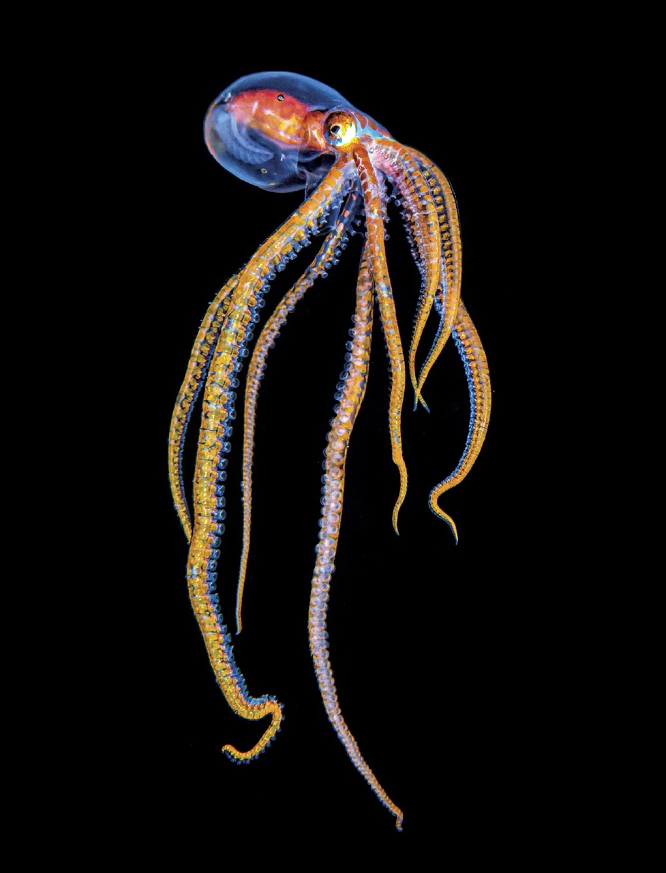 An octopus poses on a blackwater dive, mesmerizing colors on full display.