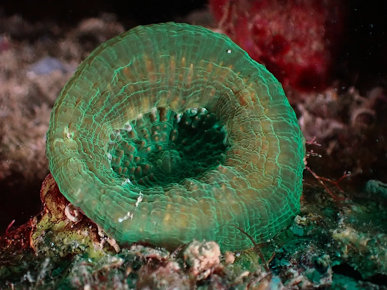 an iridescent green donut-shaped solitary coral polyp with a distinct mouth at the center