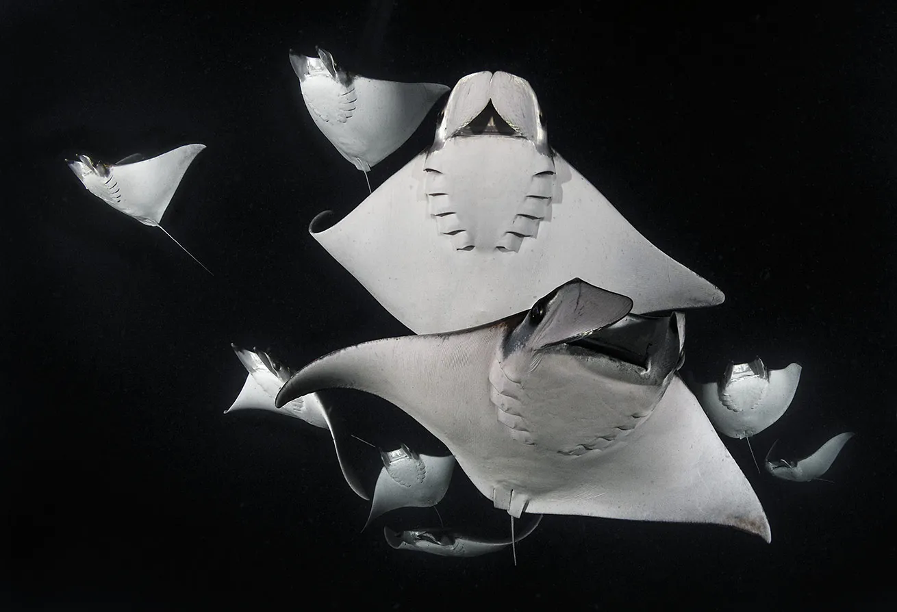 Smoothtail mobula rays feed on plankton during a Sea of Cortez night dive.