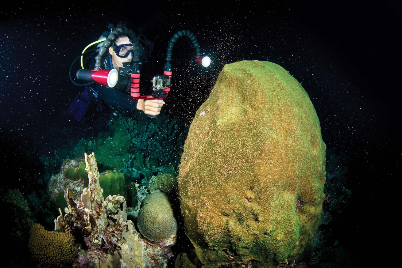  A diver takes in the
show during a boulder star coral
spawning event in Bonaire.